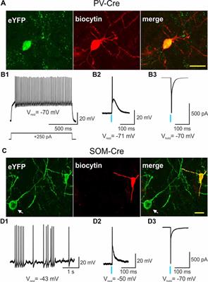 Major Contribution of Somatostatin-Expressing Interneurons and Cannabinoid Receptors to Increased GABA Synaptic Activity in the Striatum of Huntington’s Disease Mice